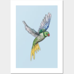 Alexandrine parakeet Posters and Art